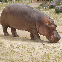 hippos