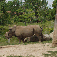 rhinos