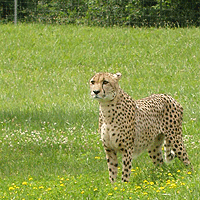 cheetahs