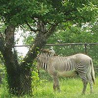 zebras