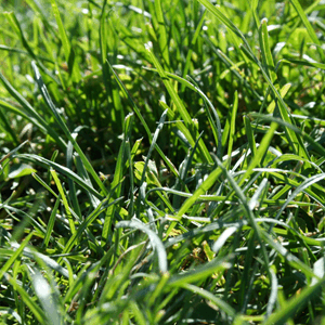 grass